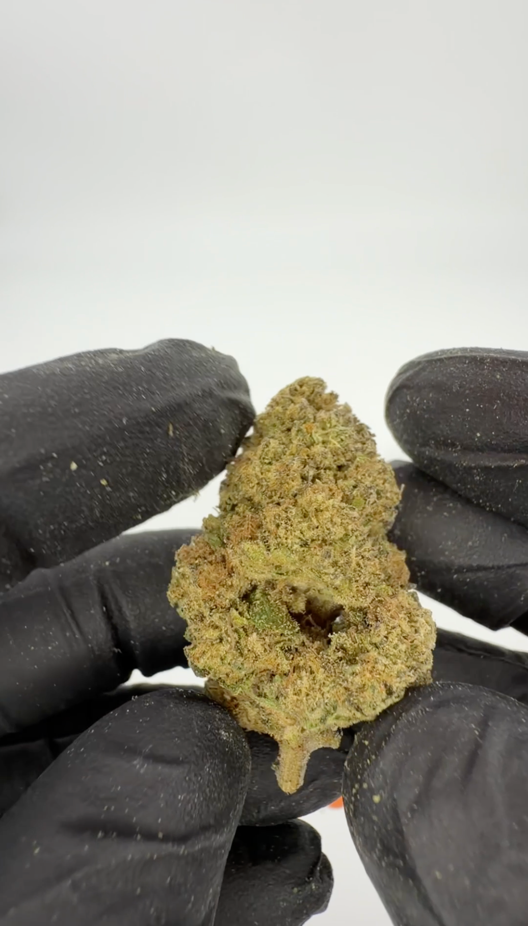 THC-A 31% Blüten Biscotti Mintz