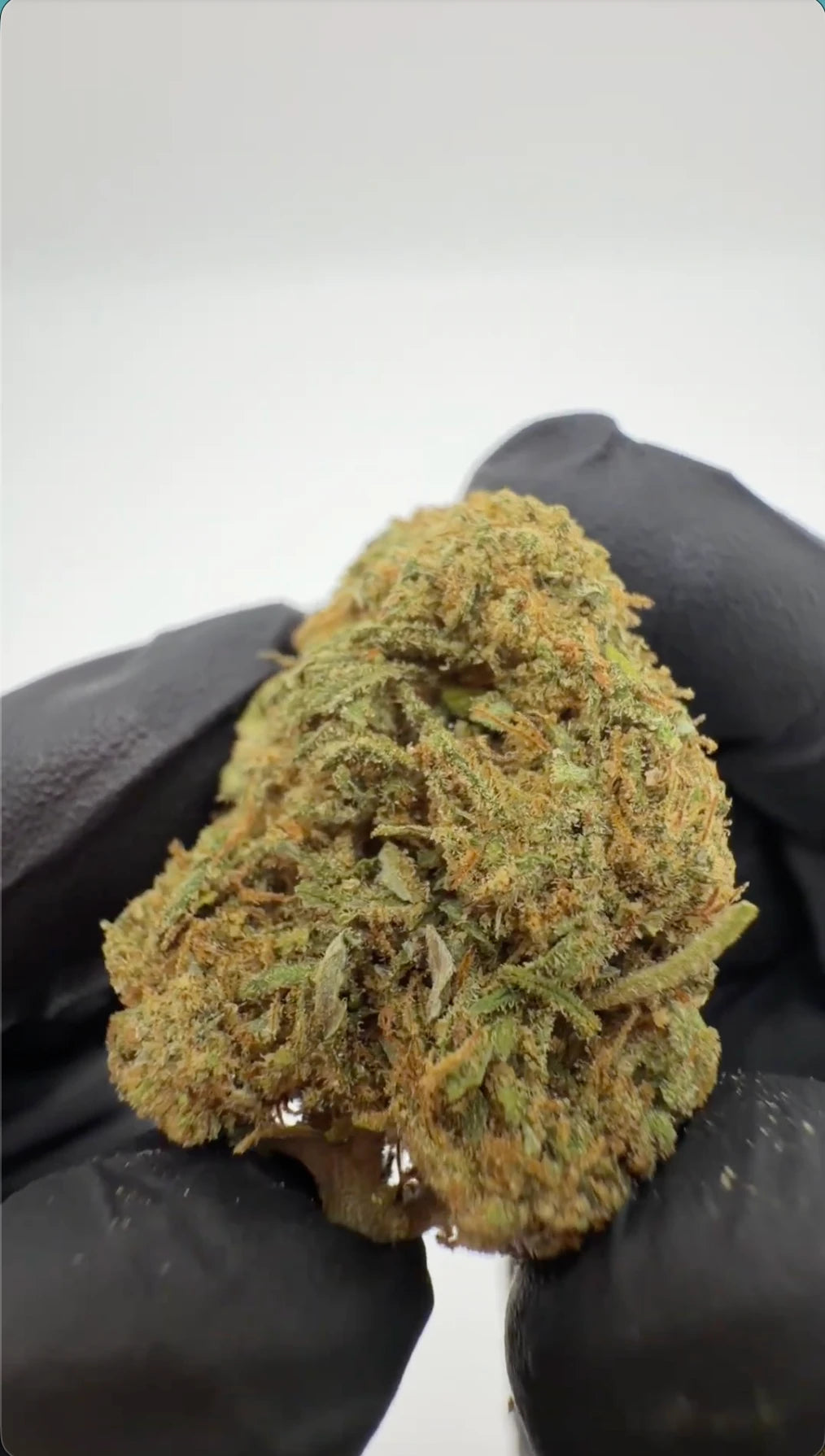 Sky-Walker OG CBD Blüte Beutel - Premium Doypack mit frischen Buds davor, Studiofoto