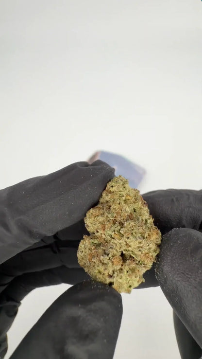 Beyaz Rus THC-A çiçekleri 