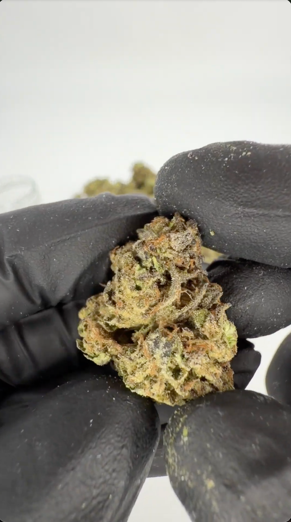 Biscotti Mintz 31% THCA Ultra Top-Shelf Blüten – kompakte, frostige Buds im wiederverwendbaren geruchsdichten Glas