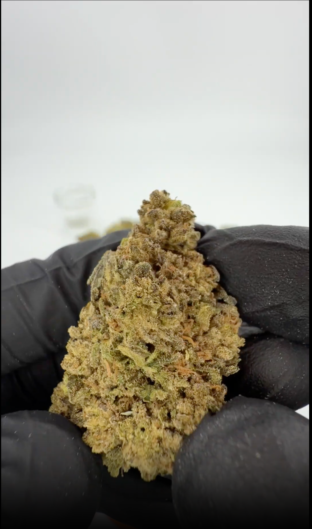 Gary Payton 31% THCA Ultra Top-Shelf Blüten – dichte, frostige Buds mit olivgrünen und silbrigen Tönen im wiederverwendbaren geruchsdichten Glas