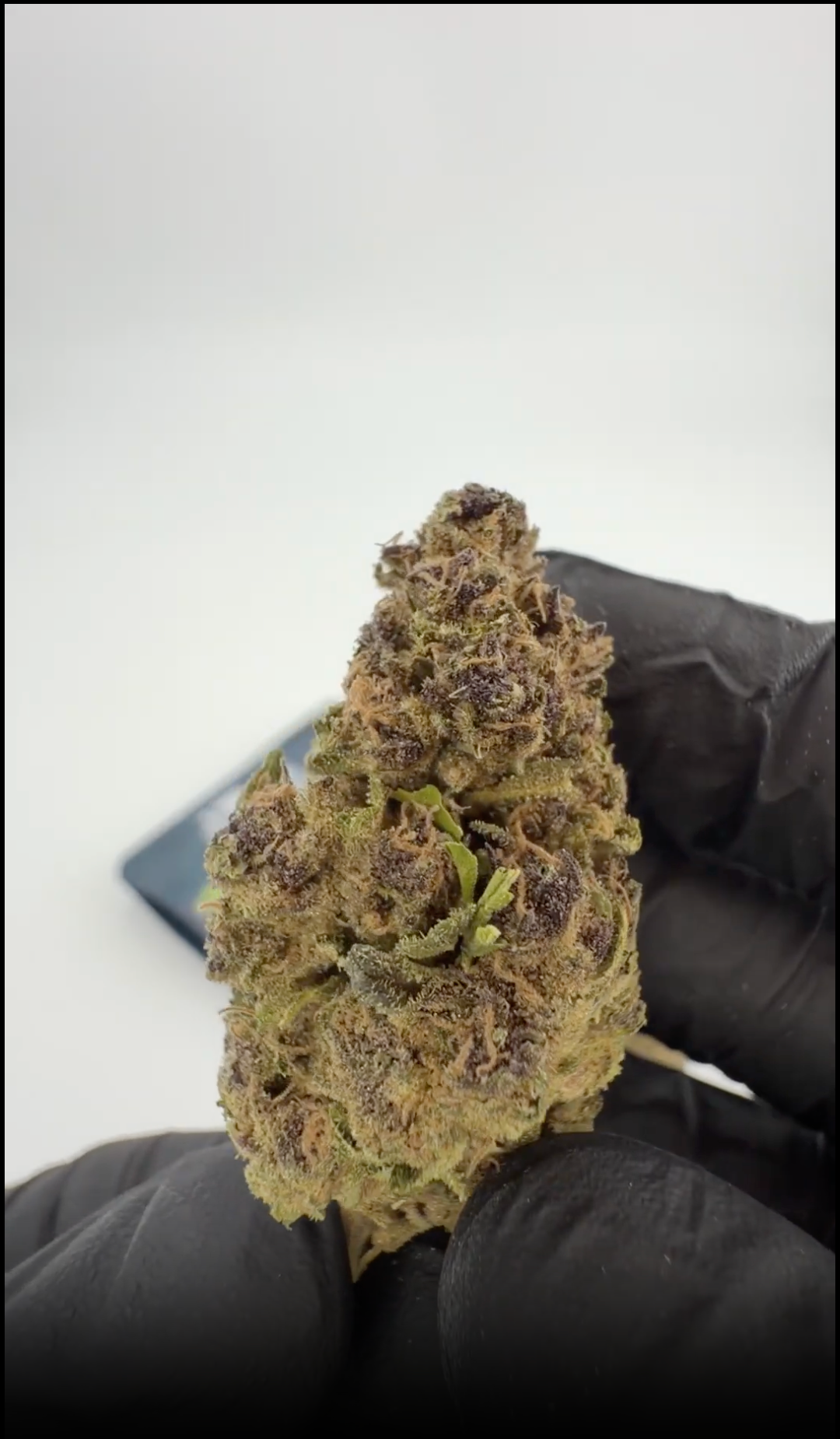 Rollz Miracle Alien Cookies THCA Indoor getrocknete Cannabisblüten – eigener Anbau und eigene Produktion.