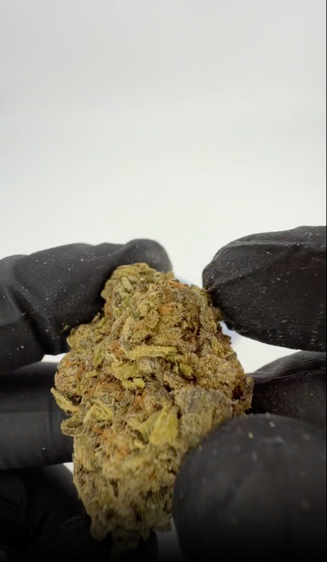 White Russian THCA Indoor getrocknete Cannabisblüten Glookies von Rollz – eigener Anbau und eigene Produktion.