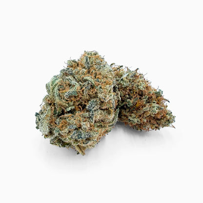 Platinum Jack CBD Blüte Nahaufnahme - dichte frostige Buds mit orangenen Härchen