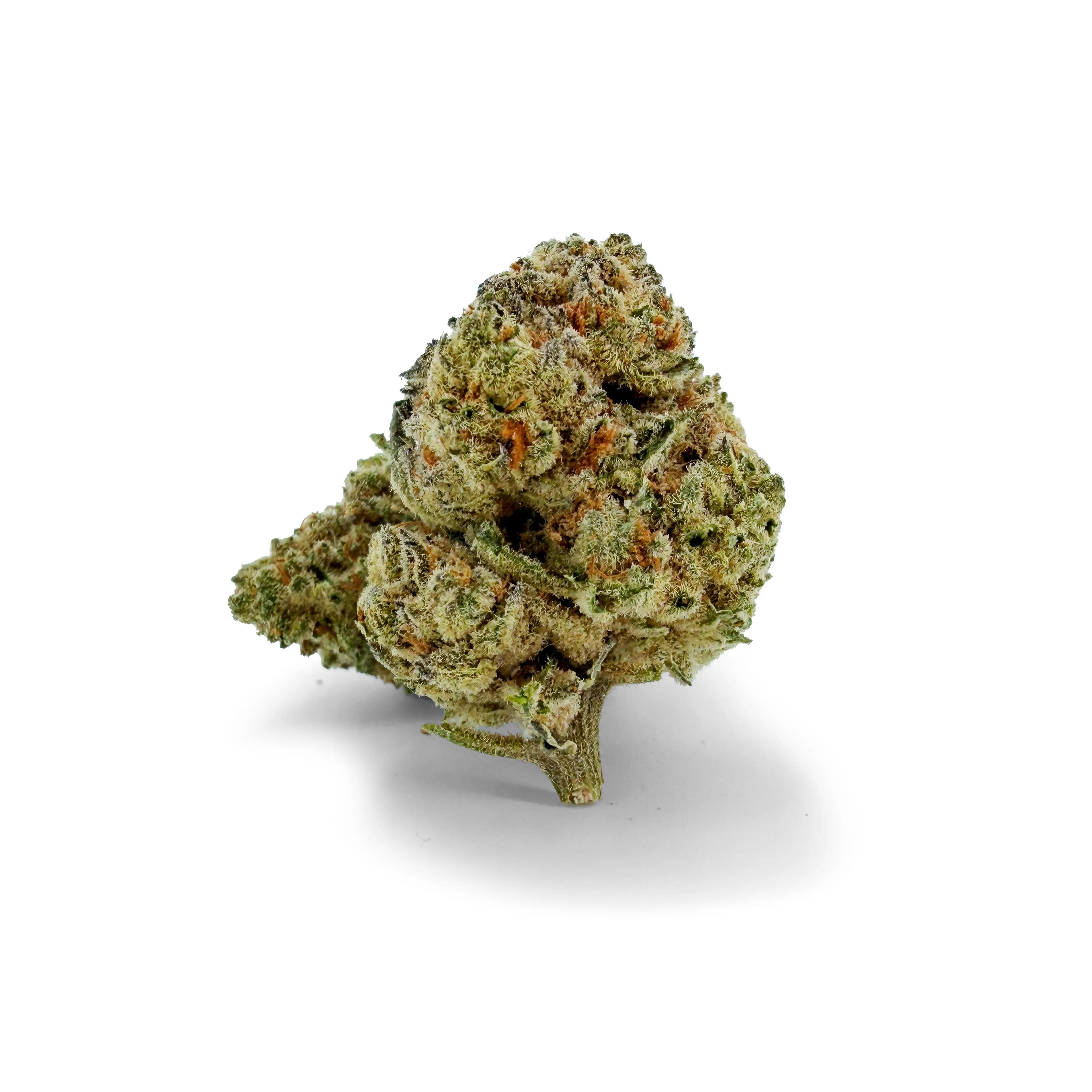 Detailaufnahme der ROLLZ White Truffle THCA Blüte mit dichter, harziger Struktur